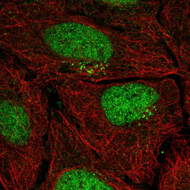 PPP1R1C Antibody in Immunocytochemistry (ICC/IF)
