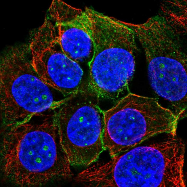 TROP2 Antibody in Immunocytochemistry (ICC/IF)