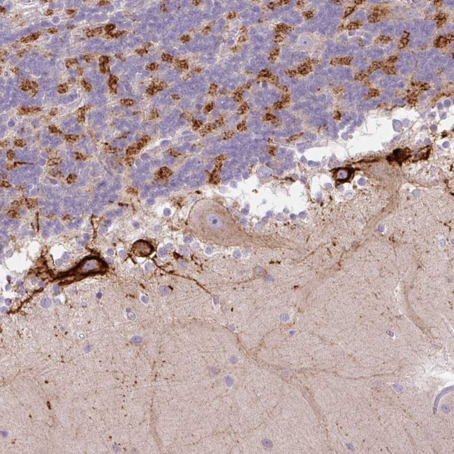 HAPLN4 Antibody in Immunohistochemistry (Paraffin) (IHC (P))