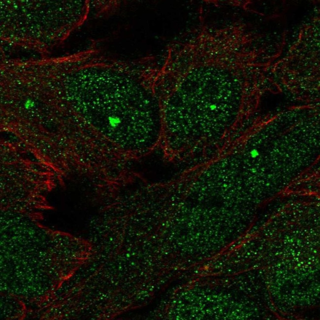 FAM106A Antibody in Immunocytochemistry (ICC/IF)