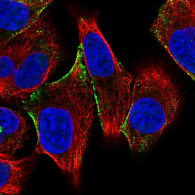 CITED4 Antibody in Immunocytochemistry (ICC/IF)