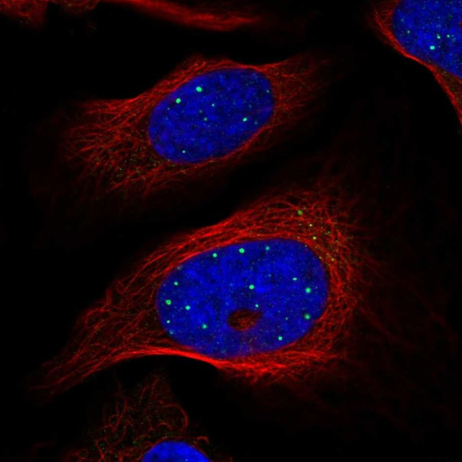 GRF-1 Antibody in Immunocytochemistry (ICC/IF)