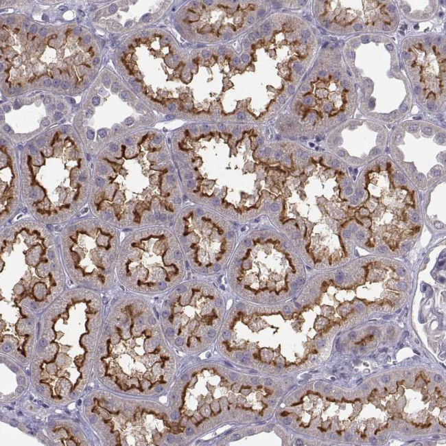 FCAMR Antibody in Immunohistochemistry (Paraffin) (IHC (P))