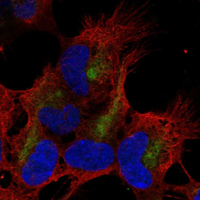 ZMAT4 Antibody in Immunocytochemistry (ICC/IF)