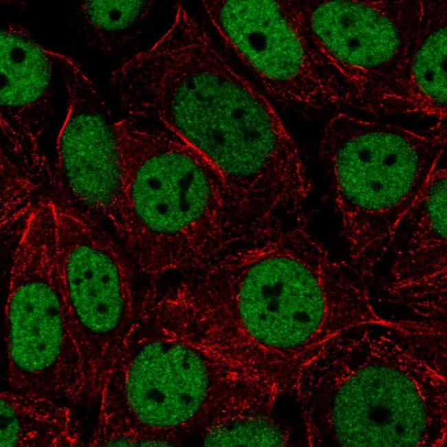 hnRNP UL2 Antibody in Immunocytochemistry (ICC/IF)