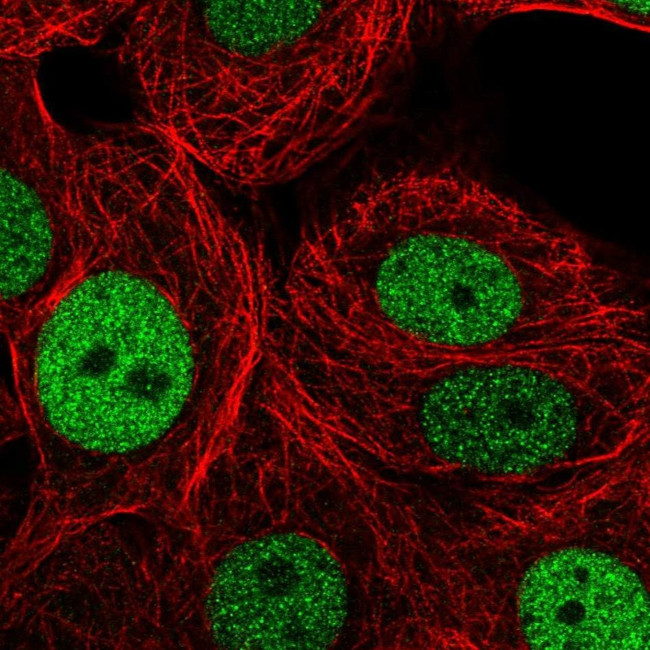 GINS2 Antibody in Immunocytochemistry (ICC/IF)