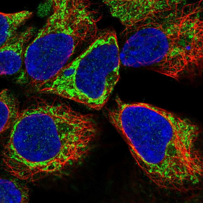 KLHL29 Antibody in Immunocytochemistry (ICC/IF)