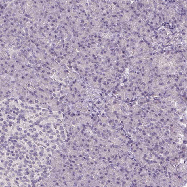TMEM16B Antibody in Immunohistochemistry (Paraffin) (IHC (P))