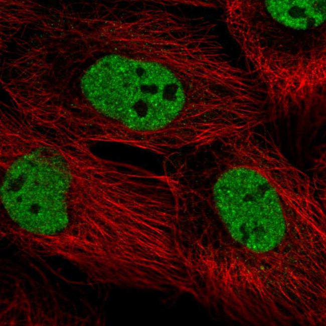 PPRC1 Antibody in Immunocytochemistry (ICC/IF)