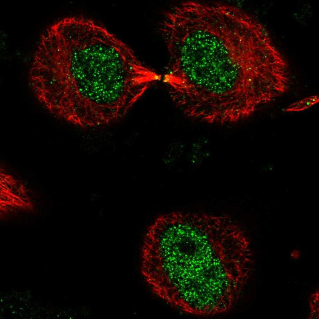 DNHD1 Antibody in Immunocytochemistry (ICC/IF)