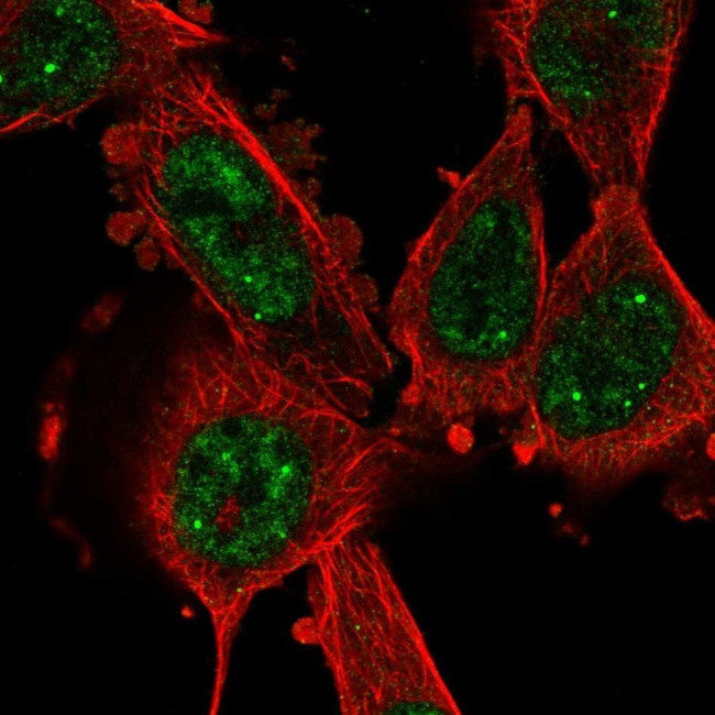 Cyclin L1 Antibody in Immunocytochemistry (ICC/IF)