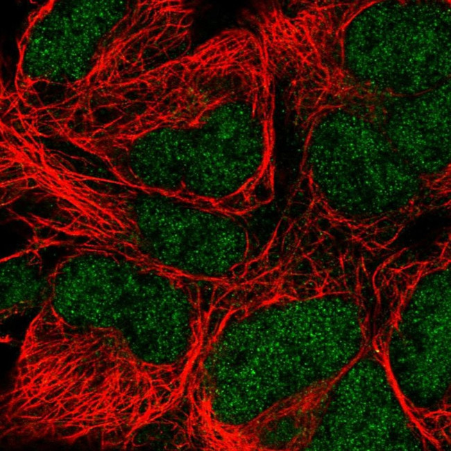 POLE Antibody in Immunocytochemistry (ICC/IF)