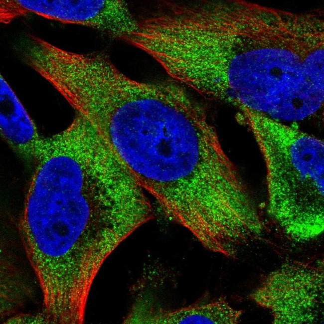 KIF14 Antibody in Immunocytochemistry (ICC/IF)
