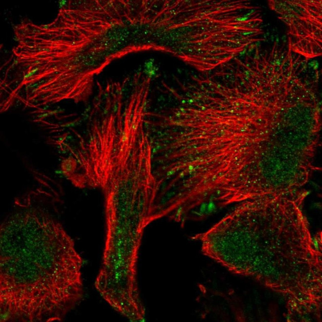 PWWP2A Antibody in Immunocytochemistry (ICC/IF)