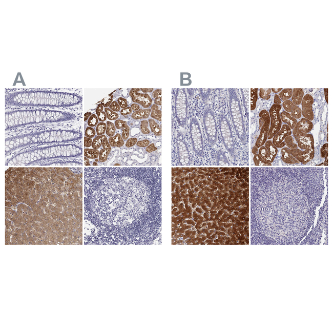 BHMT Antibody in Immunohistochemistry (Paraffin) (IHC (P))
