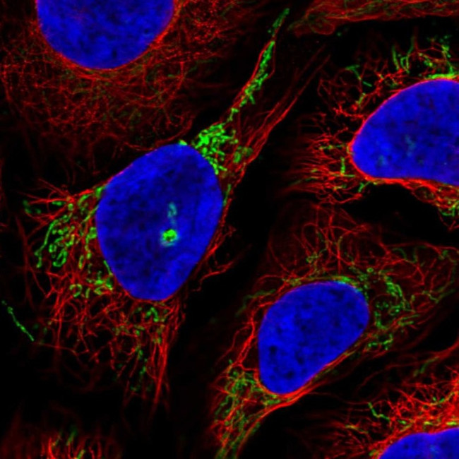 GTPBP8 Antibody in Immunocytochemistry (ICC/IF)
