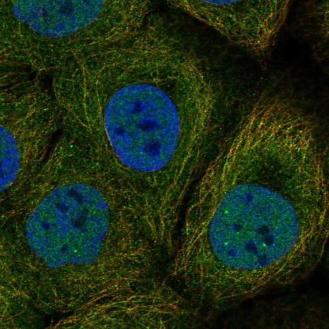DAPL1 Antibody in Immunocytochemistry (ICC/IF)