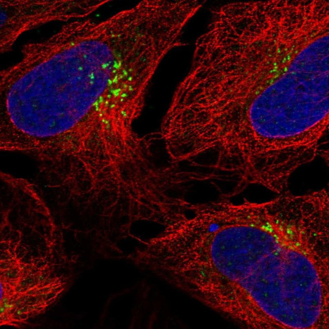 TM9SF1 Antibody in Immunocytochemistry (ICC/IF)