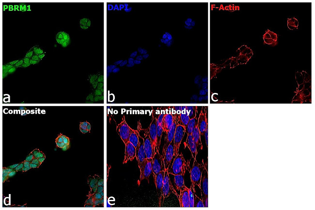 PBRM1 Antibody in Immunocytochemistry (ICC/IF)