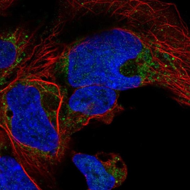 NDUFA10 Antibody in Immunocytochemistry (ICC/IF)