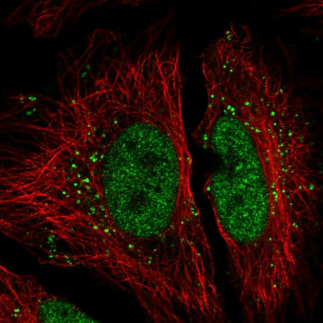 NIP30 Antibody in Immunocytochemistry (ICC/IF)