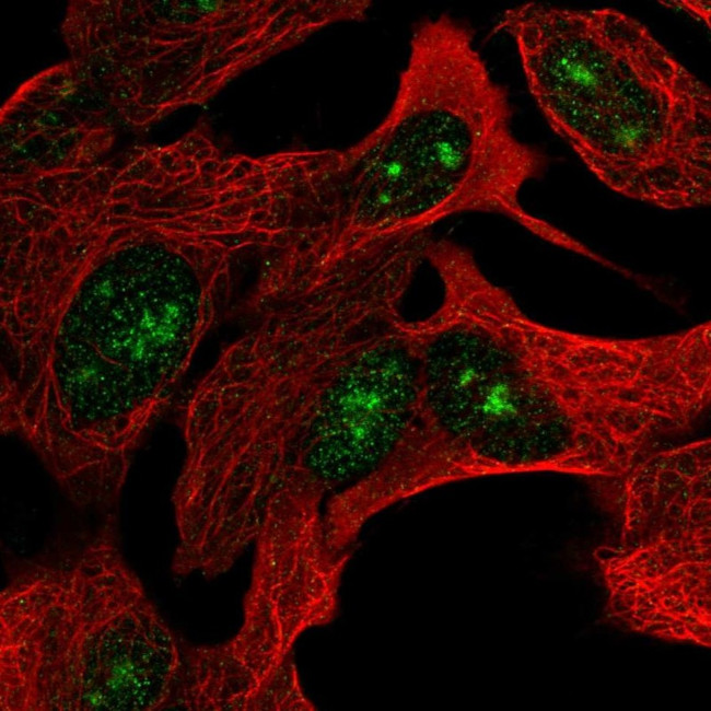 ZNF790 Antibody in Immunocytochemistry (ICC/IF)