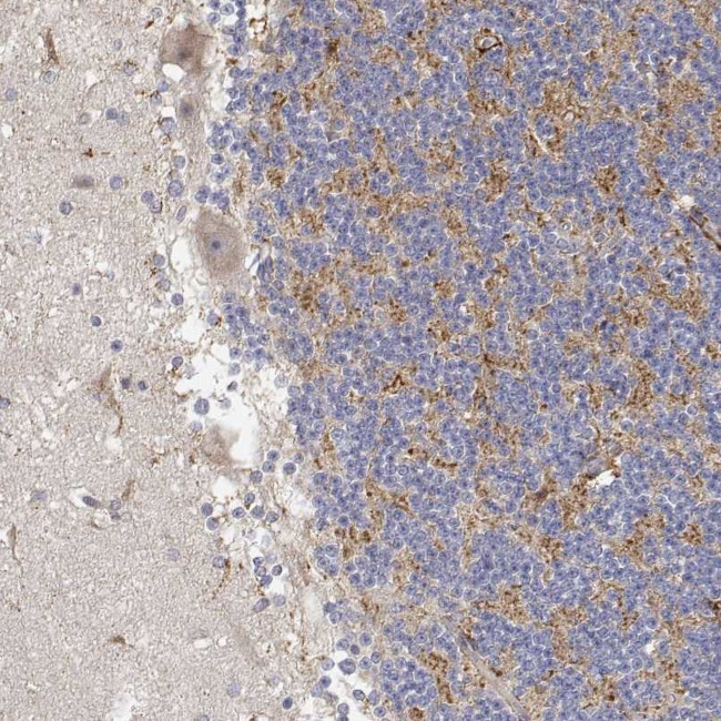 LONRF3 Antibody in Immunohistochemistry (Paraffin) (IHC (P))