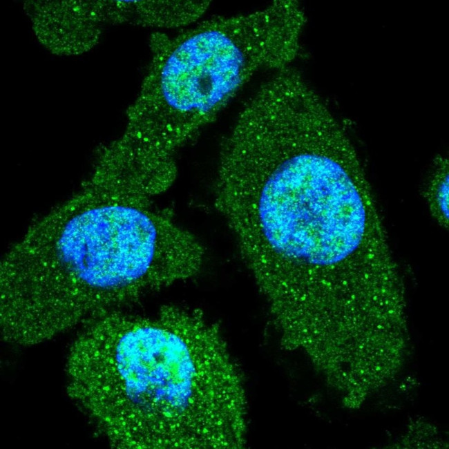 PEF1 Antibody in Immunocytochemistry (ICC/IF)
