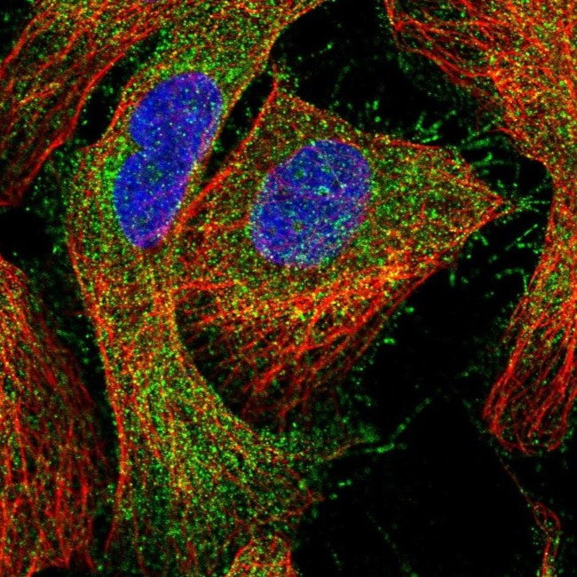 CCDC24 Antibody in Immunocytochemistry (ICC/IF)