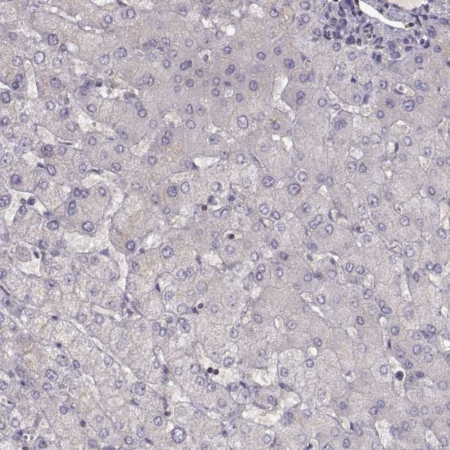 NMNAT2 Antibody in Immunohistochemistry (Paraffin) (IHC (P))