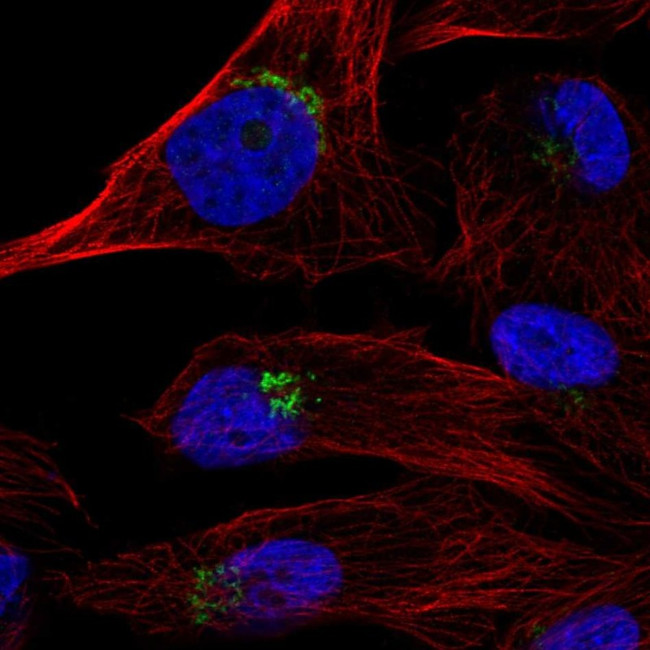 TPST1 Antibody in Immunocytochemistry (ICC/IF)