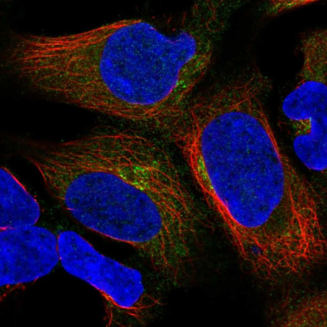 UBXN6 Antibody in Immunocytochemistry (ICC/IF)