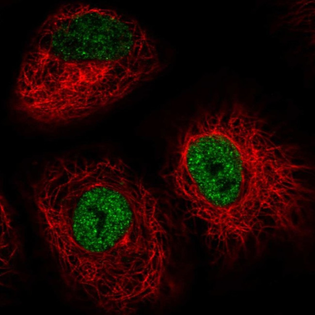 IRF2BP2 Antibody in Immunocytochemistry (ICC/IF)