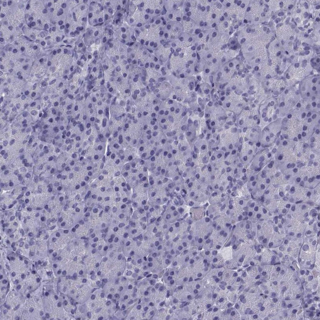KCNF1 Antibody in Immunohistochemistry (Paraffin) (IHC (P))
