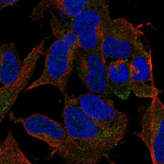 TMEM169 Antibody in Immunocytochemistry (ICC/IF)