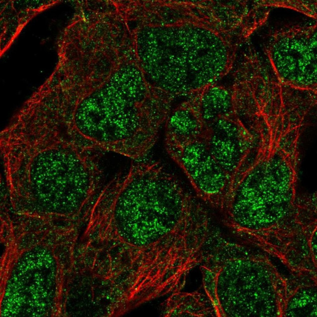 HES4 Antibody in Immunocytochemistry (ICC/IF)