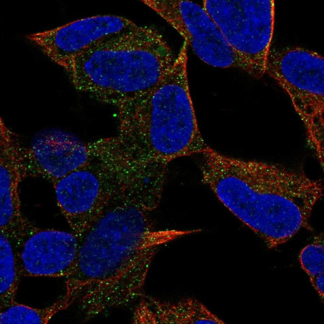 PCDH20 Antibody in Immunocytochemistry (ICC/IF)