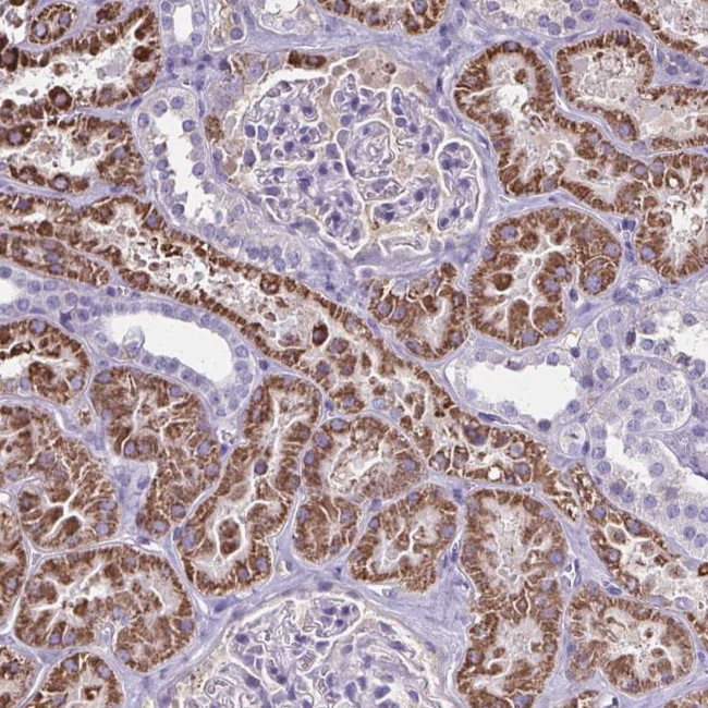 GDF5OS Antibody in Immunohistochemistry (Paraffin) (IHC (P))