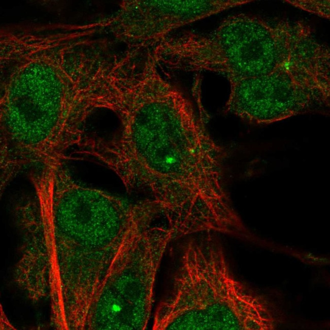 TMEM169 Antibody in Immunocytochemistry (ICC/IF)