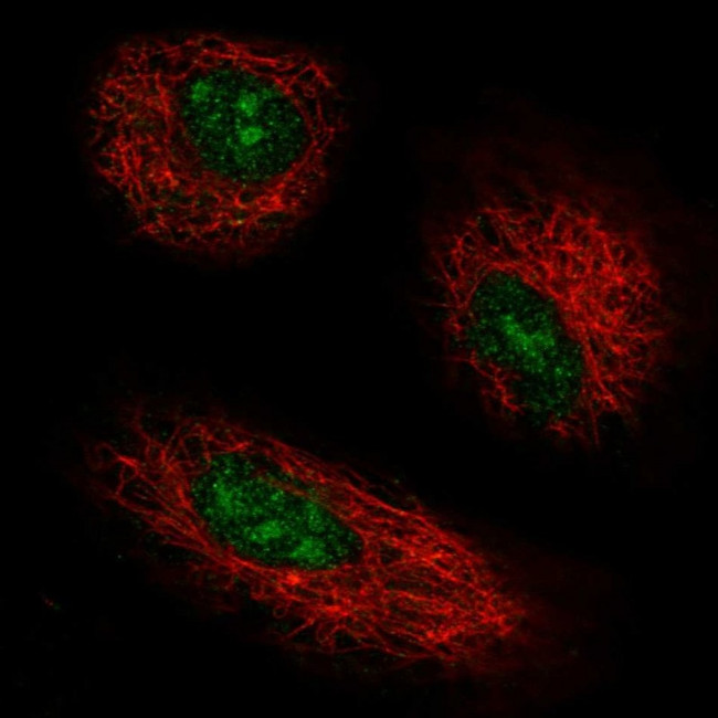 GPR137 Antibody in Immunocytochemistry (ICC/IF)