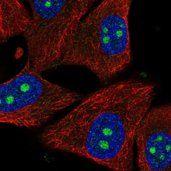 PPIL1 Antibody in Immunocytochemistry (ICC/IF)