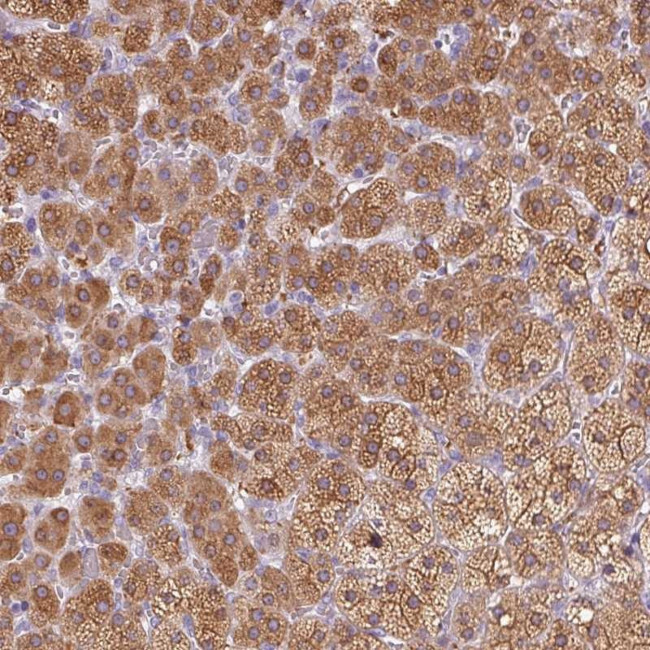 DHCR24 Antibody in Immunohistochemistry (Paraffin) (IHC (P))