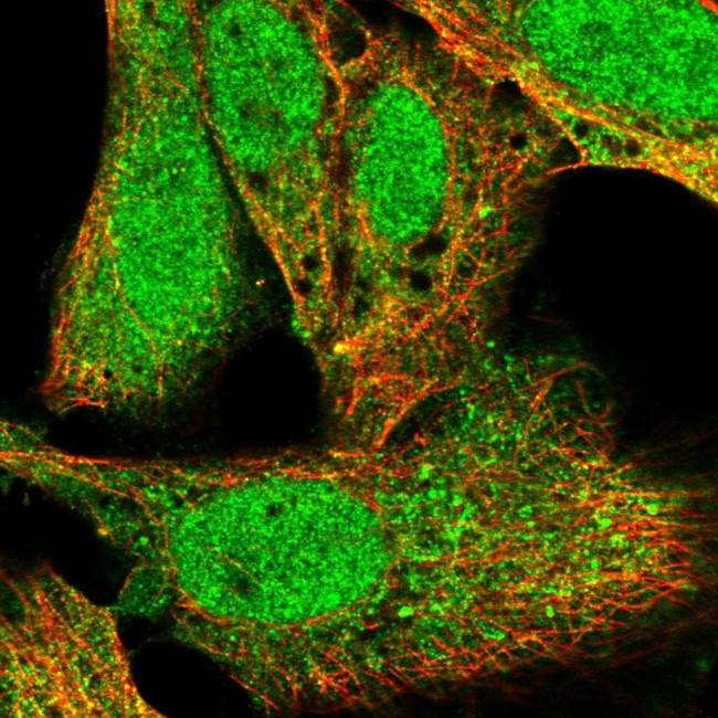 KPNA1 Antibody in Immunocytochemistry (ICC/IF)