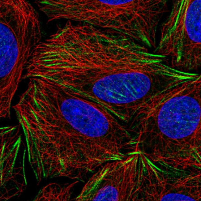 PDRG1 Antibody in Immunocytochemistry (ICC/IF)