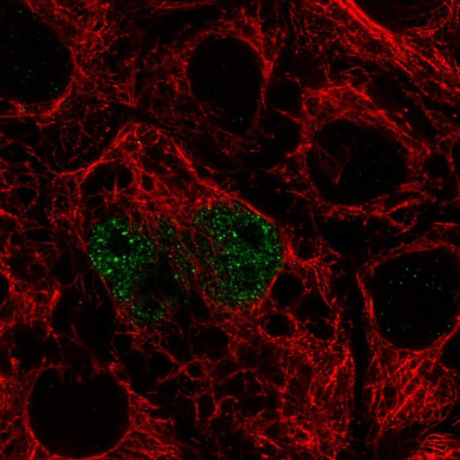 TFEC Antibody in Immunocytochemistry (ICC/IF)