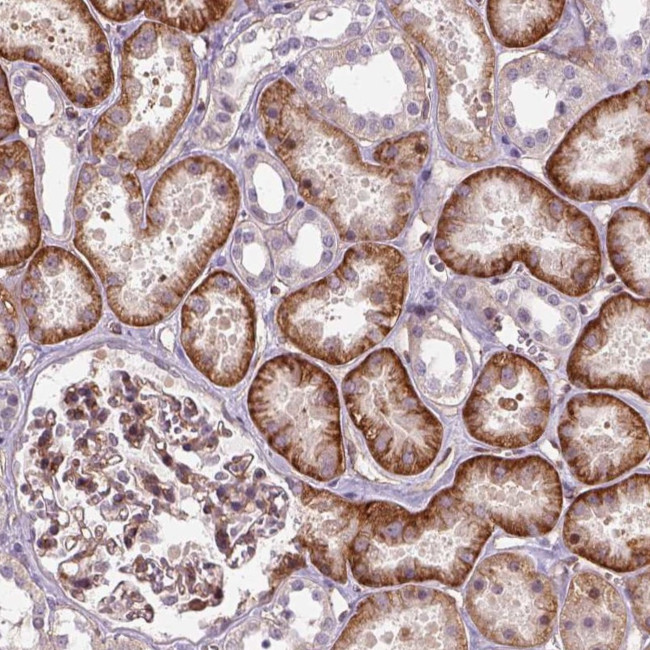 VSTM5 Antibody in Immunohistochemistry (Paraffin) (IHC (P))