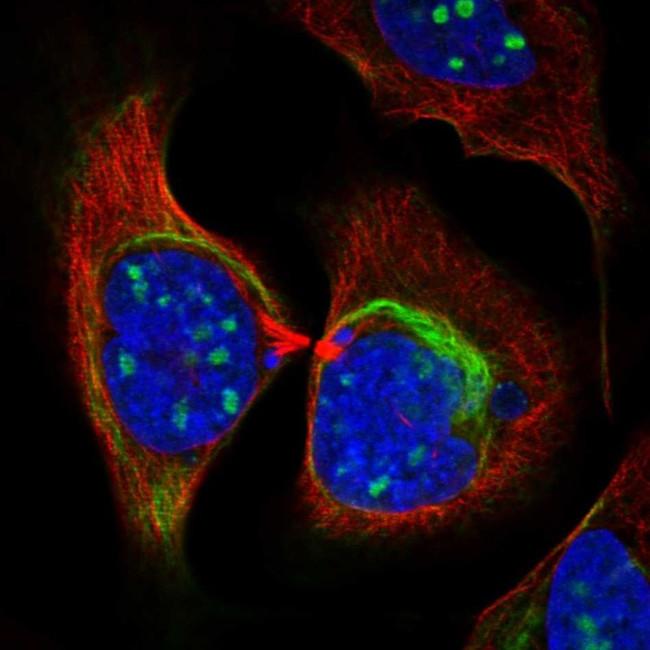 ZNF404 Antibody in Immunocytochemistry (ICC/IF)