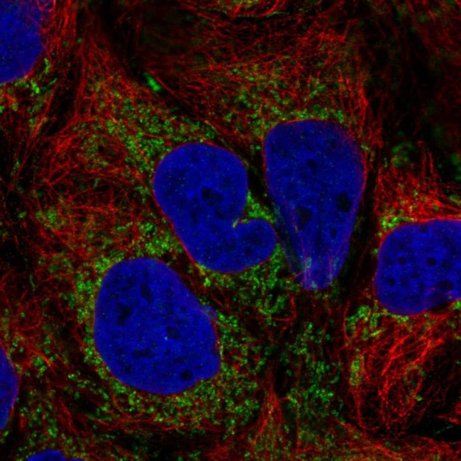 TM9SF4 Antibody in Immunocytochemistry (ICC/IF)