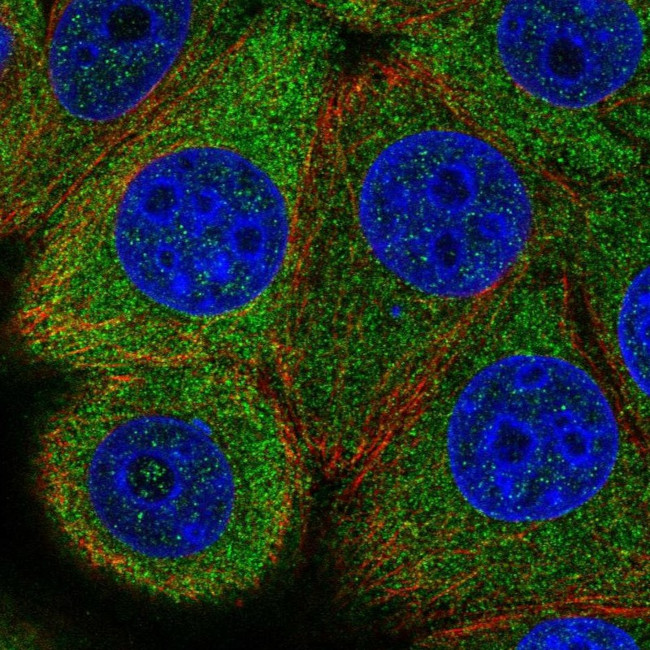 eIF2b epsilon Antibody in Immunocytochemistry (ICC/IF)