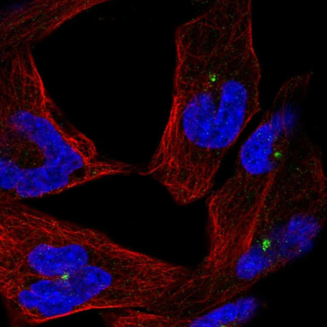 CEP290 Antibody in Immunocytochemistry (ICC/IF)